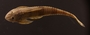 Loricaria gymnogaster lagoichthys 97 mmSL FMNH 42792 dorsal